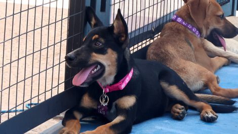 Fotografía que muestra dos perros en adopción durante el Perrotón navideño en Santa Cruz