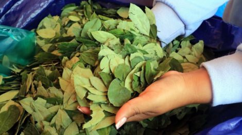 Cierre administrativo del viceministerio de la coca