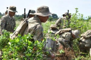 Cultivos de coca en Bolivia según la Unodc
