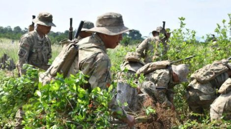 Cultivos de coca en Bolivia según la Unodc