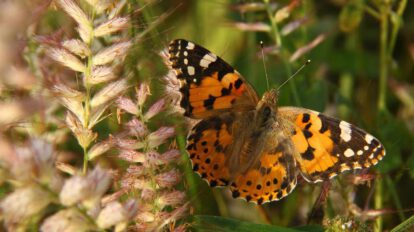 Mariposas migratorias dividen rutas según hemisferios
