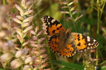Mariposas migratorias dividen rutas según hemisferios
