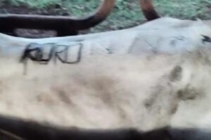 Abigeato en Exaltación: tres aprehendidos y recuperación de ganado robado