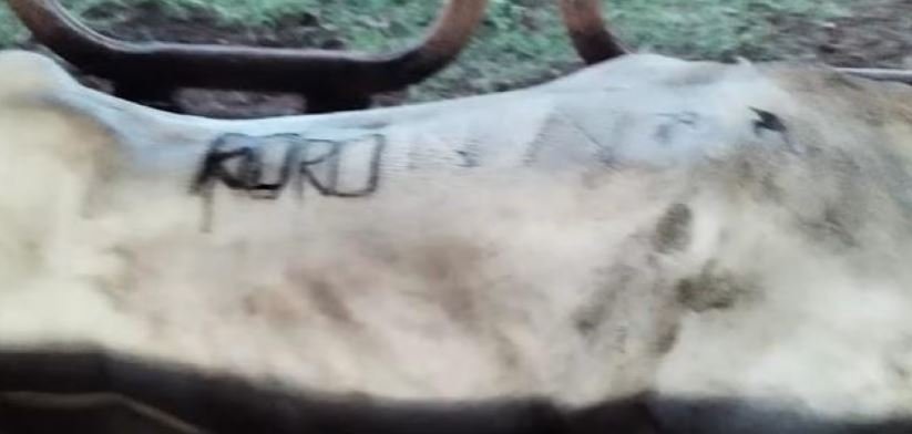 Abigeato en Exaltación: tres aprehendidos y recuperación de ganado robado