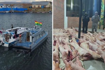 Armada Boliviana intercepta cerdos de contrabando en el lago Titicaca