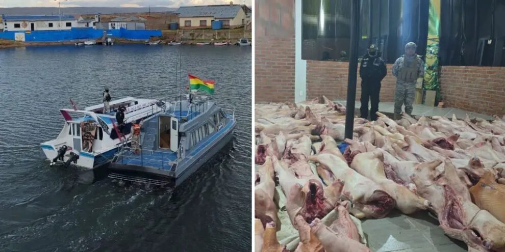 Armada Boliviana intercepta cerdos de contrabando en el lago Titicaca