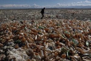 Fitorremediación lago Uru Uru