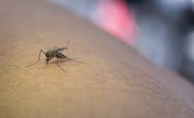 Brote de chikunguña en Cochabamba