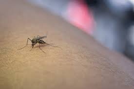 Brote de chikunguña en Cochabamba