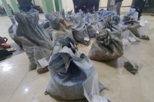 Crecimiento de grupos de jucus en Potosí