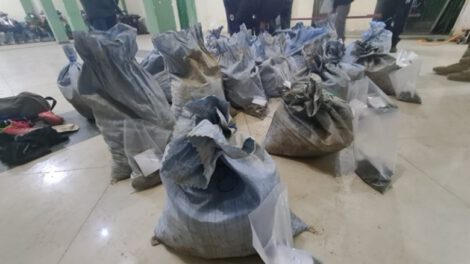 Crecimiento de grupos de jucus en Potosí