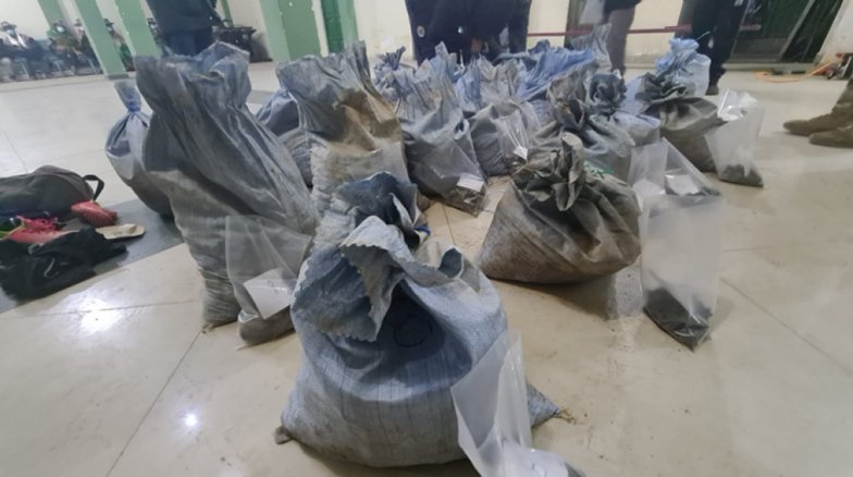 Crecimiento de grupos de jucus en Potosí