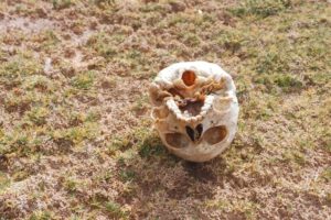 Restos óseos hallados en Oruro