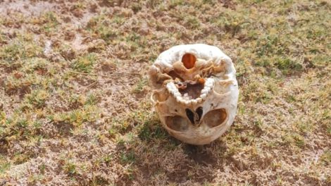 Restos óseos hallados en Oruro