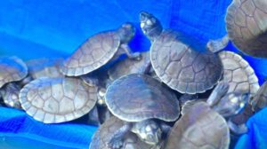 Liberación de tortugas amazónicas en Trinidad