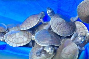 Liberación de tortugas amazónicas en Trinidad
