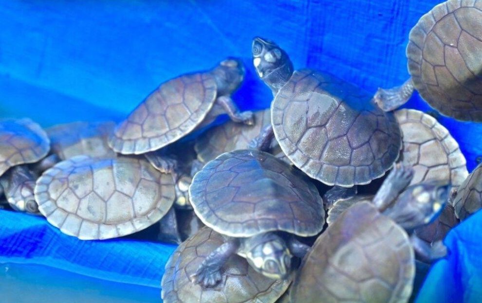Liberación de tortugas amazónicas en Trinidad
