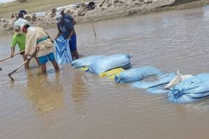 Inundaciones en Chipaya afectan cultivos y viviendas
