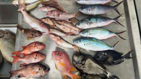 Contaminación por microplásticos en Fiyi