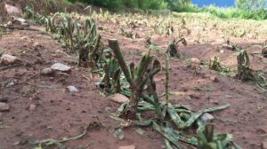 Granizadas en Cochabamba afectan cultivos