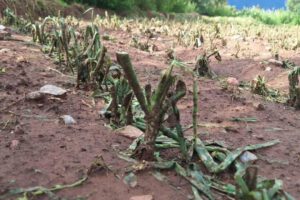 Granizadas en Cochabamba afectan cultivos