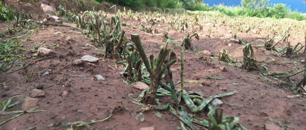 Granizadas en Cochabamba afectan cultivos