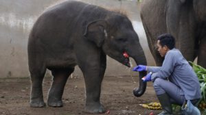 Prohibición paseos en elefantes en Indonesia