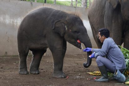 Prohibición paseos en elefantes en Indonesia