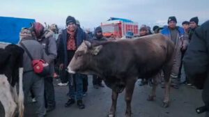 Senador Condori vende un toro para financiar gira salarial