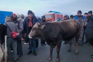 Senador Condori vende un toro para financiar gira salarial