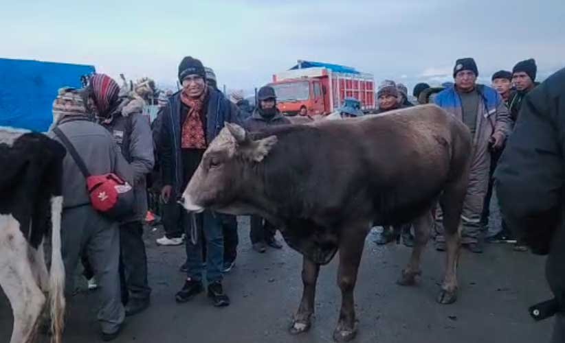 Senador Condori vende un toro para financiar gira salarial