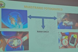 Tráfico de ranas gigantes halladas en Huatajata
