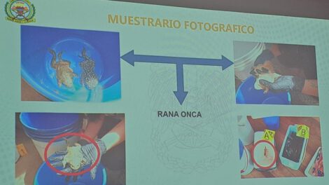 Tráfico de ranas gigantes halladas en Huatajata