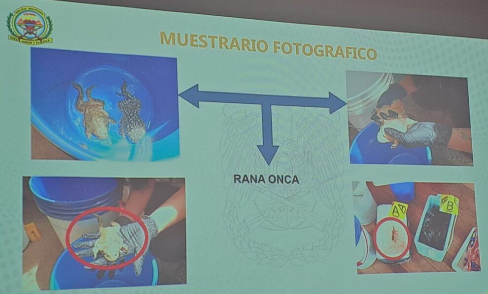 Tráfico de ranas gigantes halladas en Huatajata