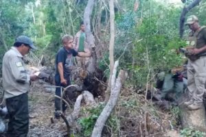 Tala Ilegal, Santa Cruz