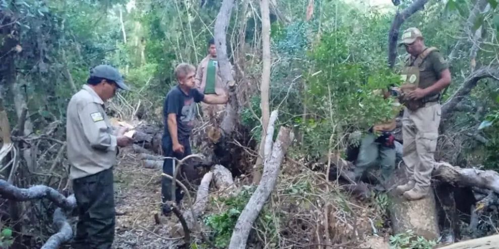 Tala Ilegal, Santa Cruz