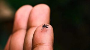 Mosquito Aedes aegypti