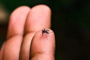 Mosquito Aedes aegypti