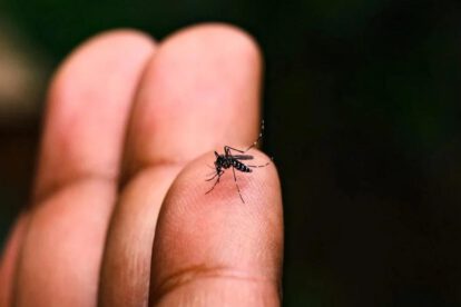 Mosquito Aedes aegypti
