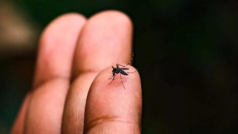 Mosquito Aedes aegypti