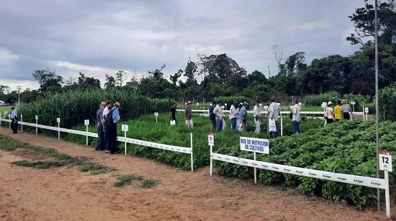 Una de las parcelas demostrativas de la Exposoya 2025 en Santa Cruz