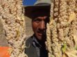 Las comunidades Chalgua y Aguaquiza producen quinua real en el Altiplano Sur boliviano