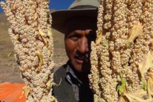 Las comunidades Chalgua y Aguaquiza producen quinua real en el Altiplano Sur boliviano
