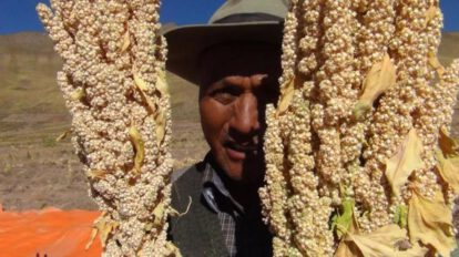 Las comunidades Chalgua y Aguaquiza producen quinua real en el Altiplano Sur boliviano