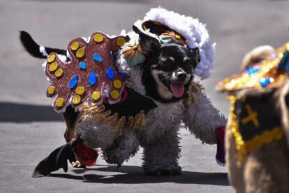 Perro disfrazado