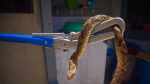 La Policía Forestal y de Protección al Medio Ambiente (Pofoma) rescató al animal