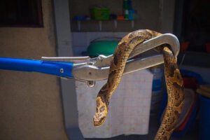 La Policía Forestal y de Protección al Medio Ambiente (Pofoma) rescató al animal