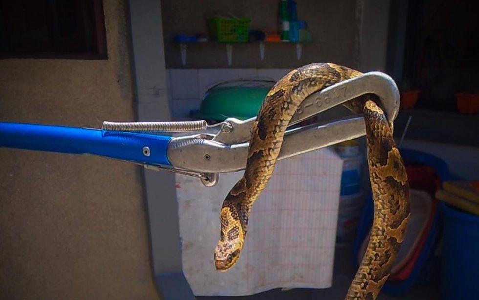 La Policía Forestal y de Protección al Medio Ambiente (Pofoma) rescató al animal