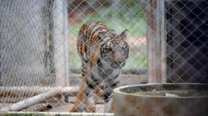 tigre en un santuario en Tailandia