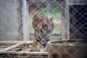 tigre en un santuario en Tailandia